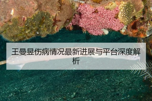 王曼昱伤病情况最新进展与平台深度解析